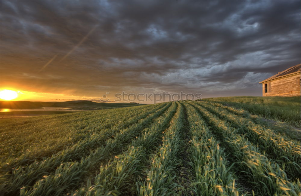 Similar – Image, Stock Photo Lost in Kornfeld Nature