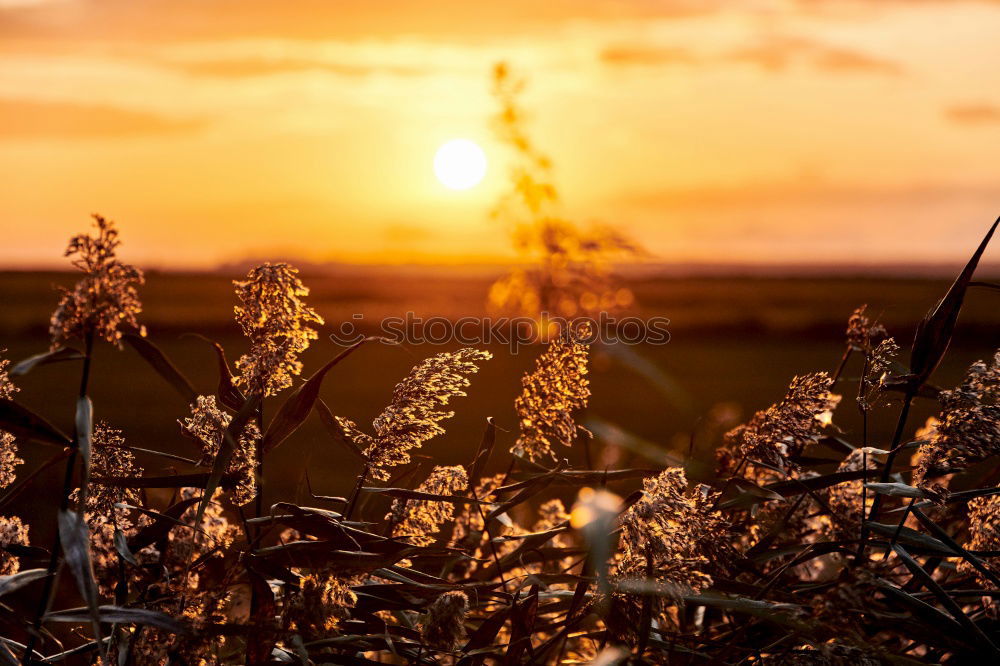 Similar – Image, Stock Photo Awakening in the morning