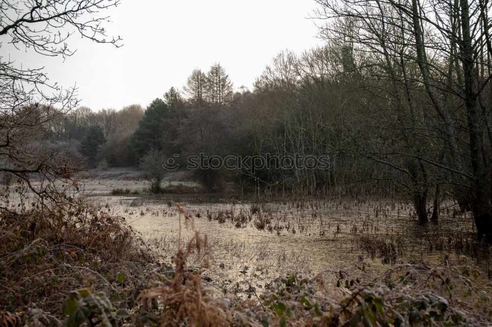 Similar – silent Nature Landscape