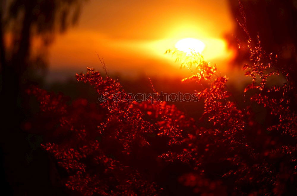 An evening in the olive grove II