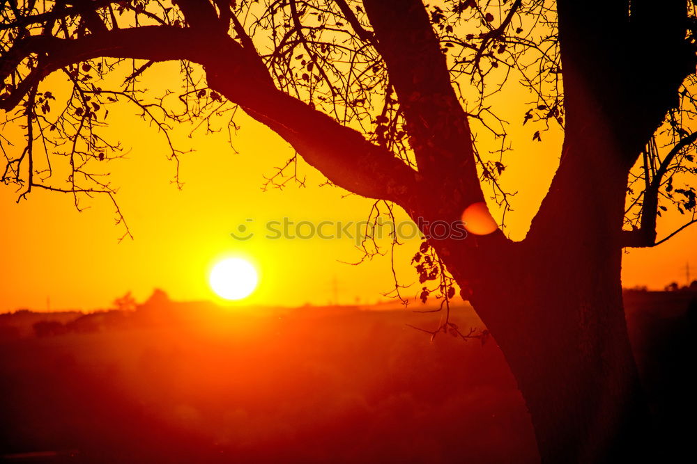 Similar – Image, Stock Photo Africa Sunset Tree