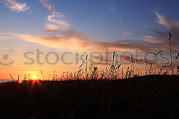 Foto Bild sleeping flowers Natur