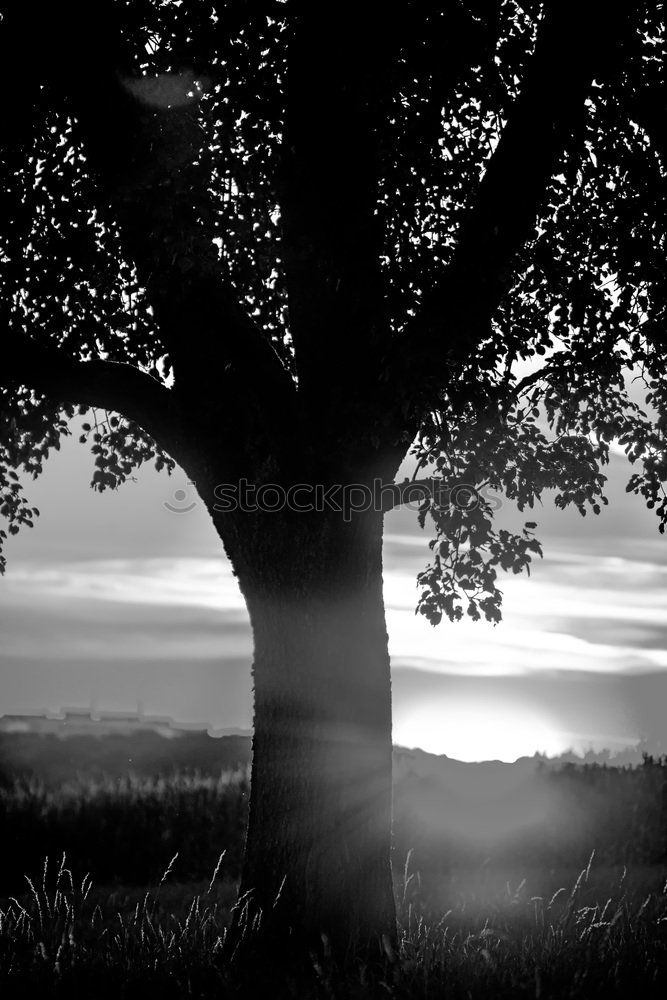 Similar – Image, Stock Photo silhouette of a person at sunset at the beach with tree