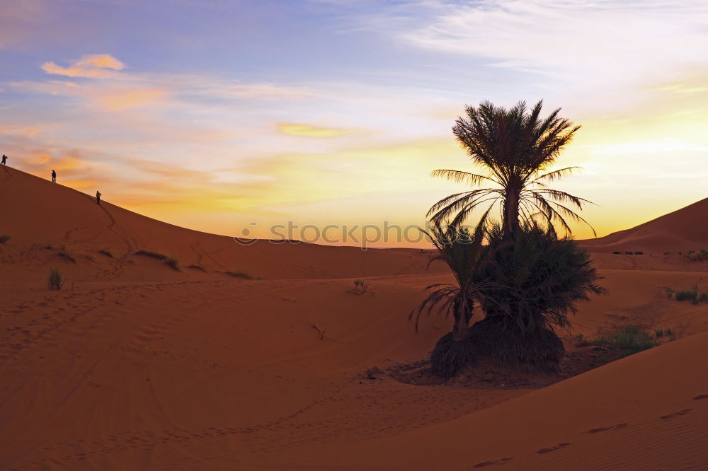 Similar – Image, Stock Photo palm Calm