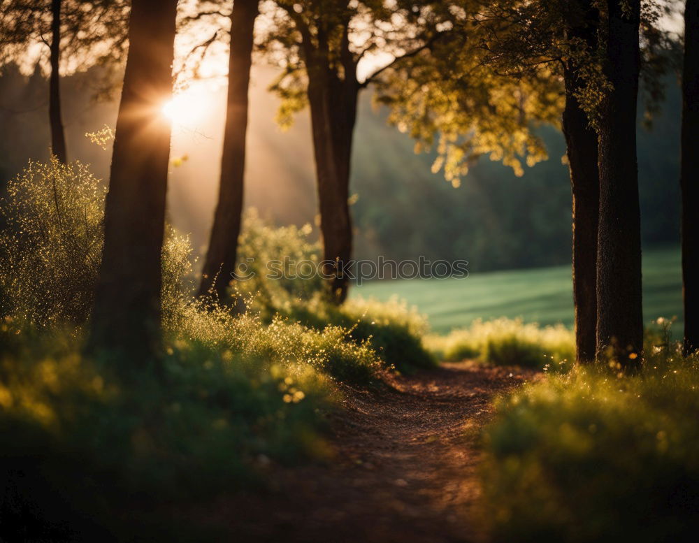 Similar – Image, Stock Photo Sunbeams in the forest