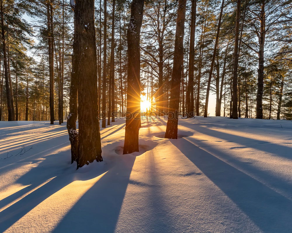 Similar – Image, Stock Photo the way II Winter forest