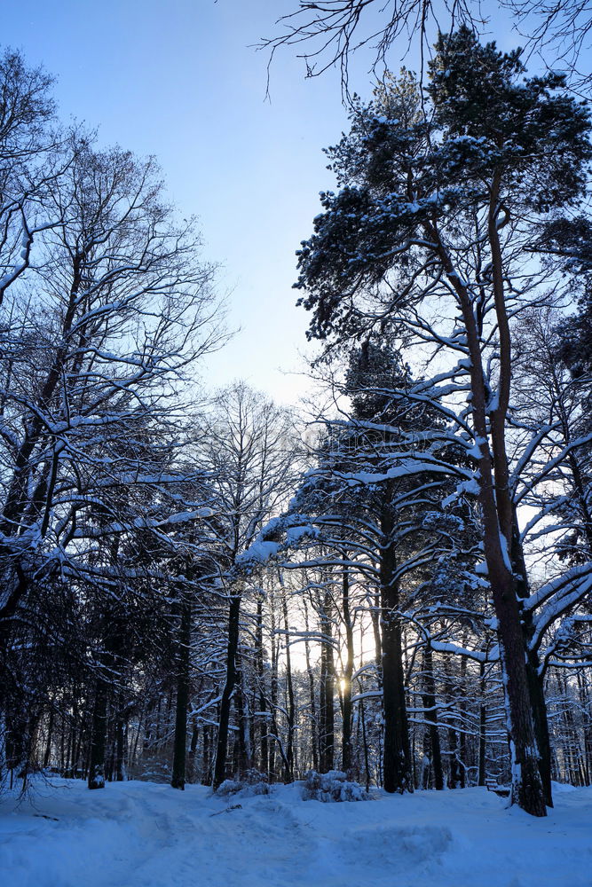 Similar – Image, Stock Photo winter’s day Winter