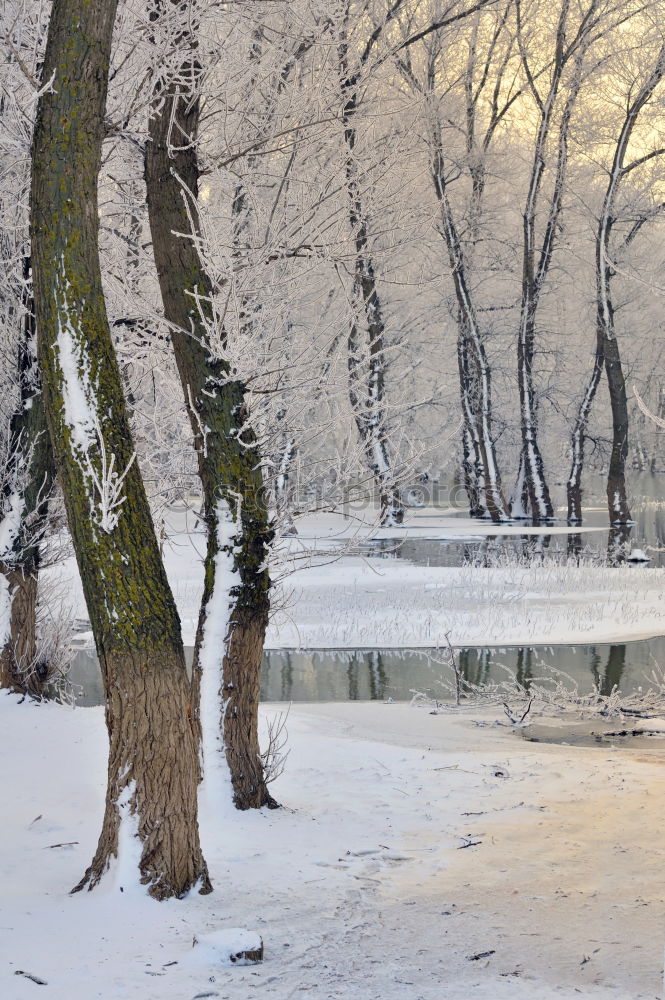 Similar – Image, Stock Photo Caputh Tree Tree trunk