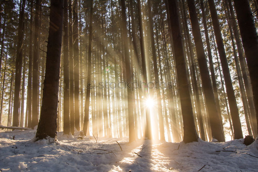 Kitsch im Winterwald II