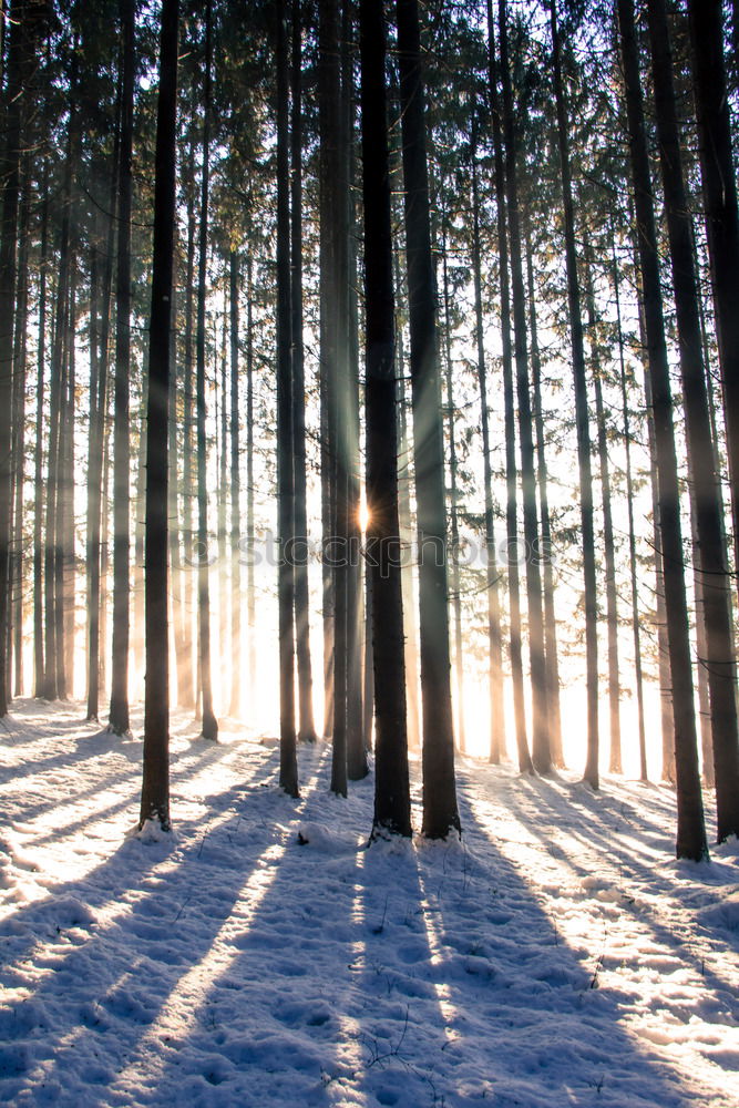 Similar – WINTER III Winter Baum