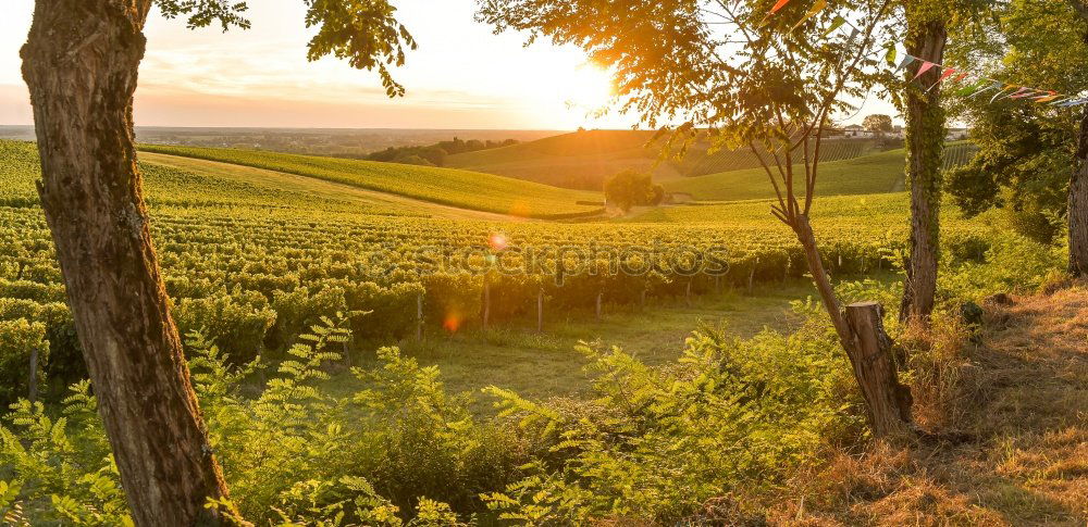 Similar – Image, Stock Photo avenue Landscape Yellow