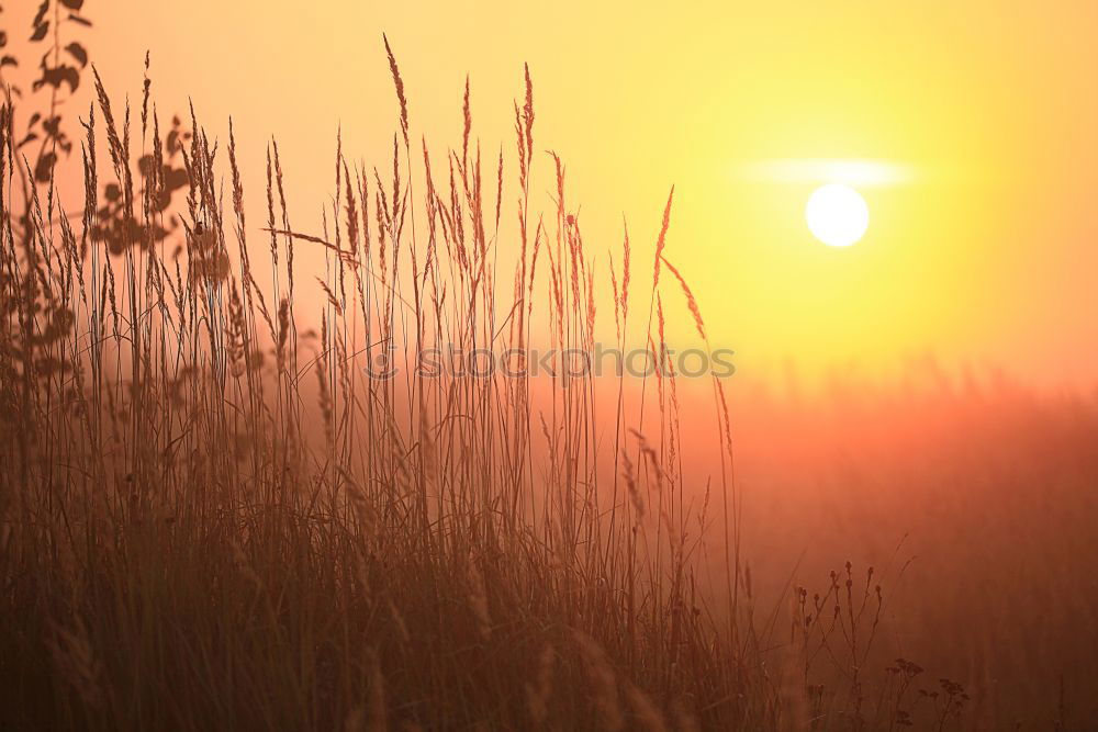 Similar – Summer evening at the Bodden