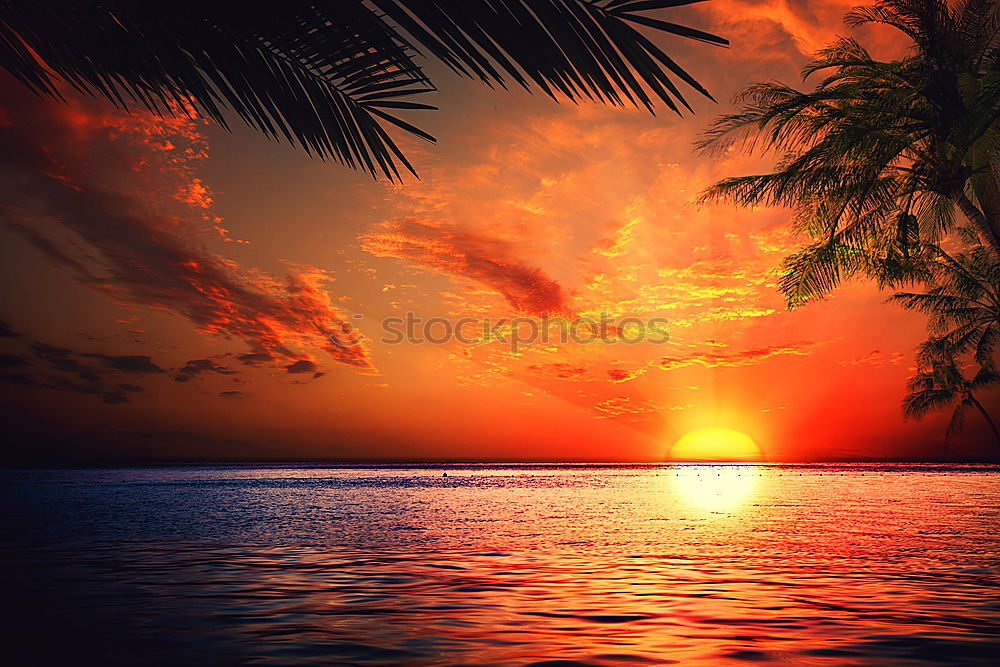 Similar – Image, Stock Photo palm glow Colour photo