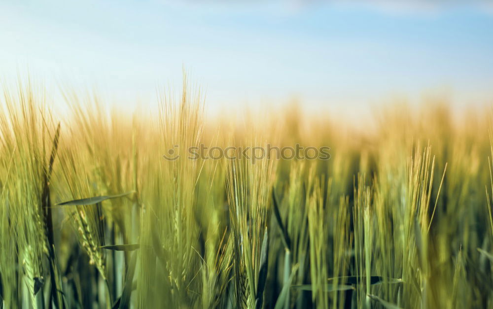 Similar – Image, Stock Photo rye catchers Wheat Rye