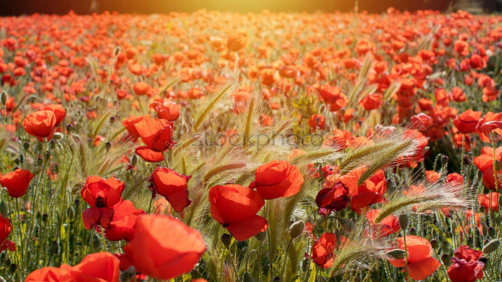 Similar – Image, Stock Photo poppy seed, poppy seed, poppy seed…