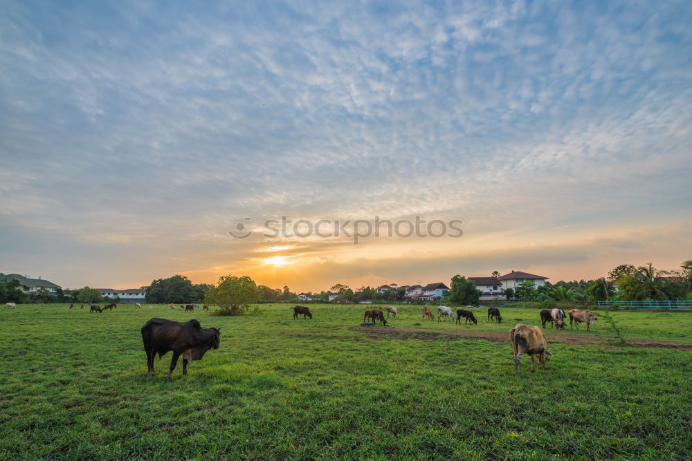 Similar – Image, Stock Photo Hiking at Thalawila, Kalpitiya, Sri Lanka