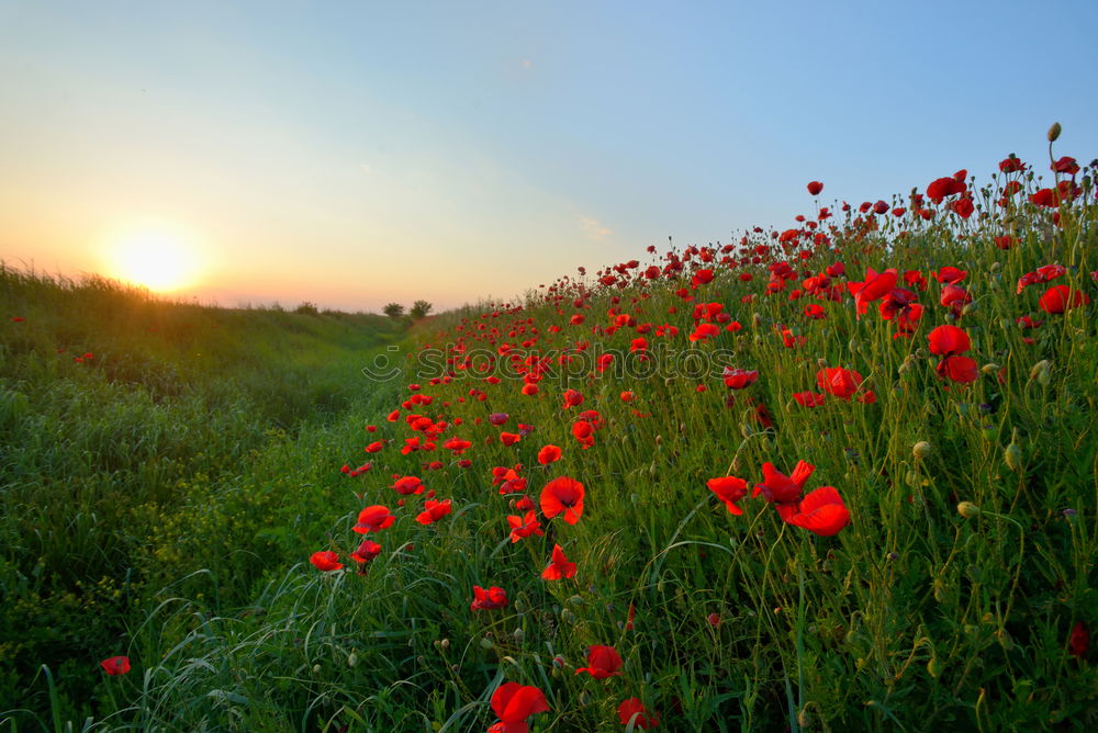 Similar – Foto Bild Mohn am Feldrand