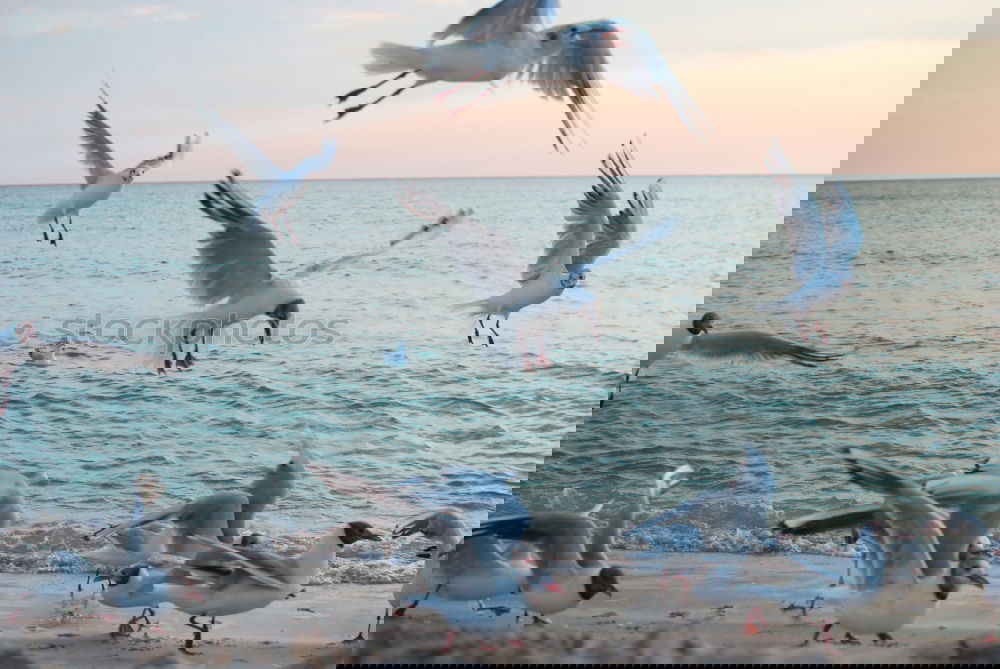 Similar – Image, Stock Photo Black-headed gulls fly over a Baltic beach