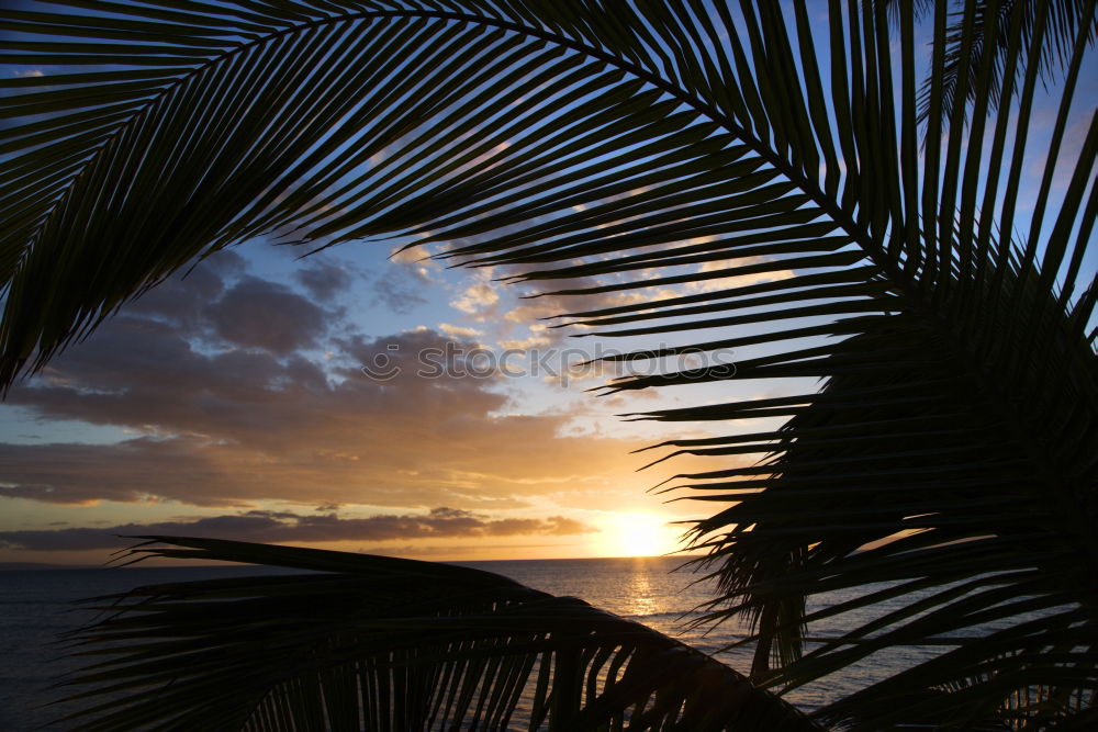 Similar – Foto Bild Sonnenuntergang II Palme