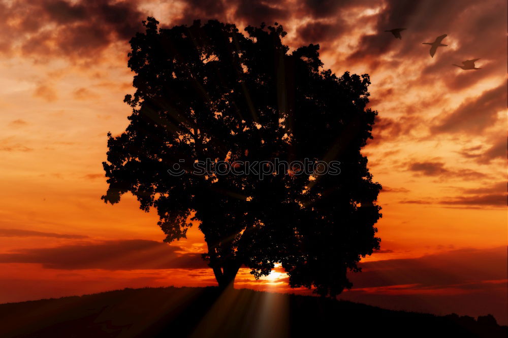 Similar – Image, Stock Photo Sunset in Heeg #2 Clouds