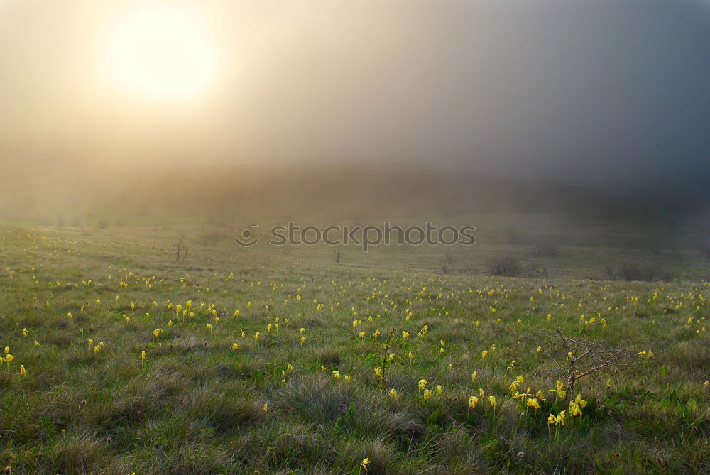 Similar – Foto Bild Sonnenaufgang im Allgäu