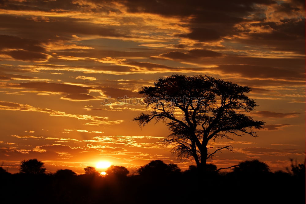 Similar – Image, Stock Photo Kalahari Sunset