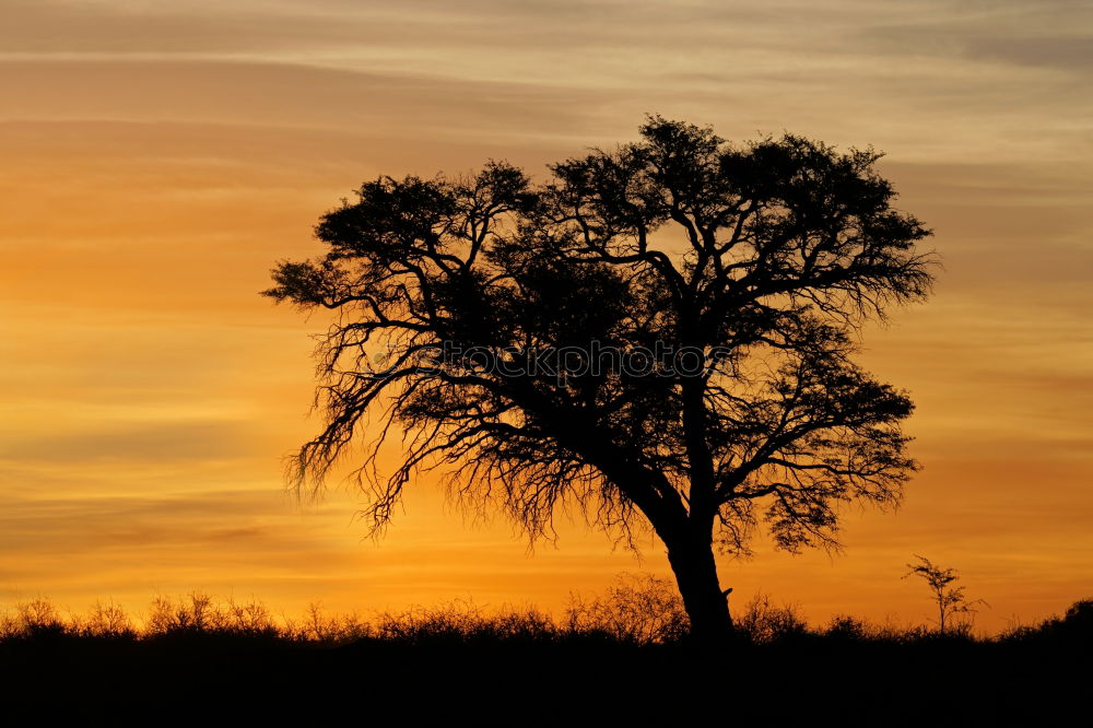 Similar – Image, Stock Photo Dawn in Teufelsmoor near Worpswede