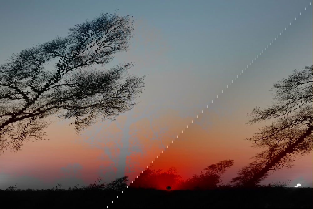 Similar – Image, Stock Photo The old tree Nature
