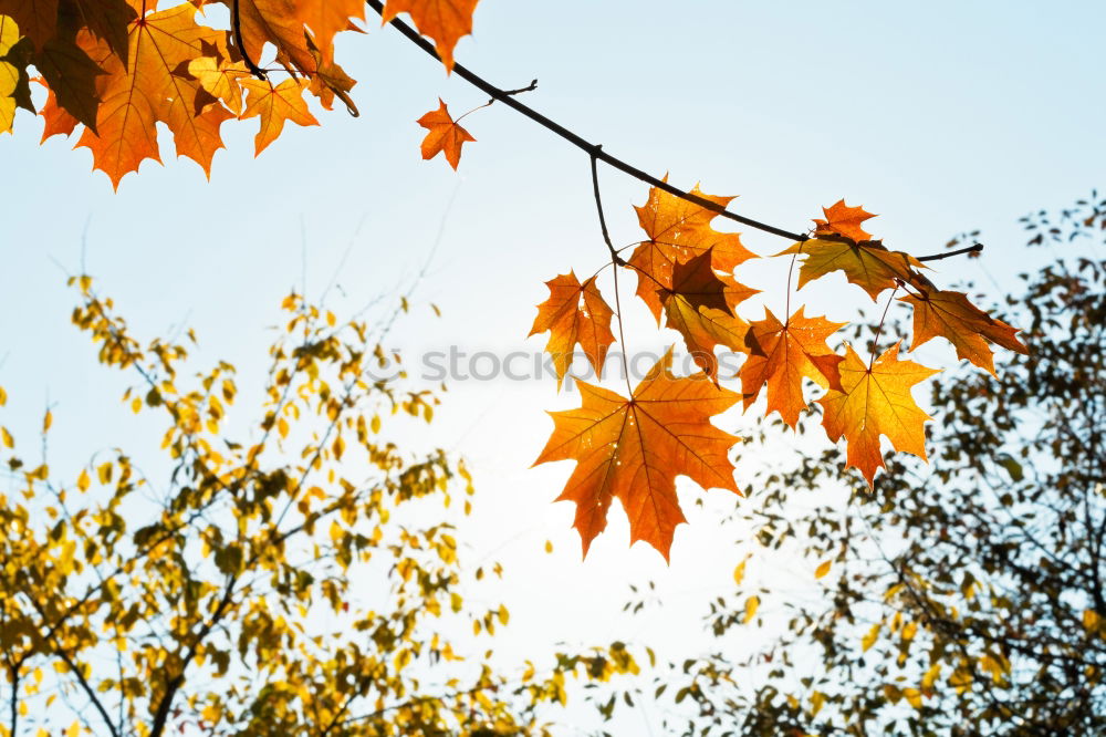 red maple in back light