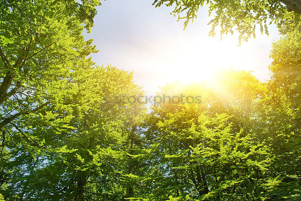 Similar – forest light Forest Tree