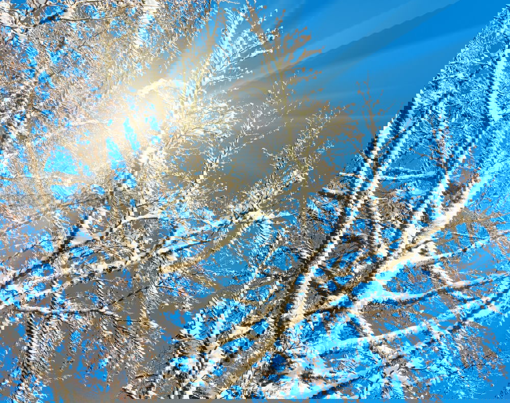 Similar – Image, Stock Photo tree iced Nature