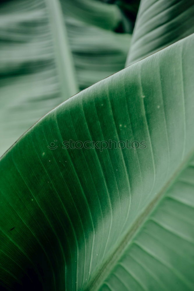 Similar – Image, Stock Photo juicy green Plant Exotic