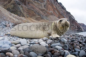 Image, Stock Photo tired Environment Nature