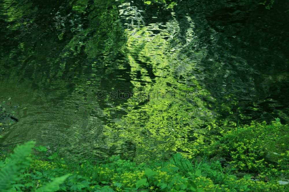 Similar – Image, Stock Photo a day at the pond Plant