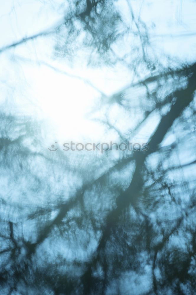 Image, Stock Photo forest dream Plant Tree