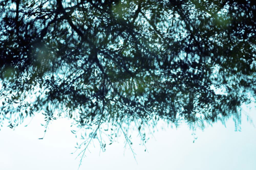 Similar – Image, Stock Photo the glow in the forest