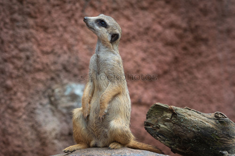 Similar – raised hide Meerkat Animal