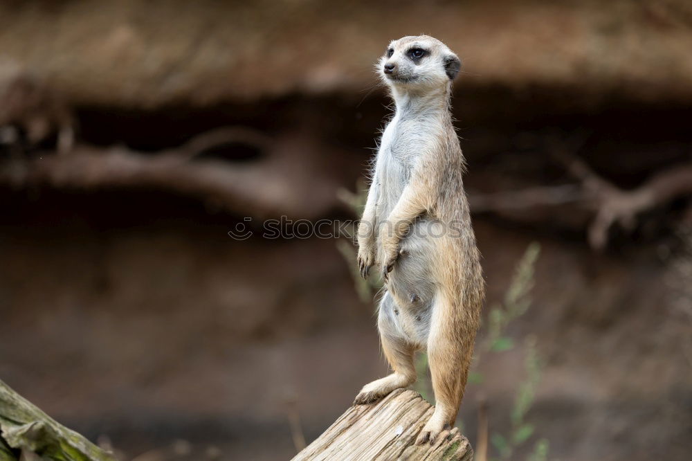 Similar – meerkats Meerkat 1 Animal