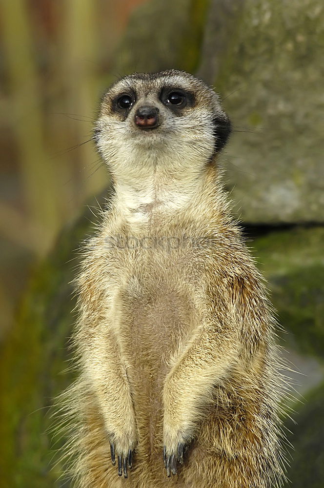 Eat and be eaten. Meerkat eats a mouse