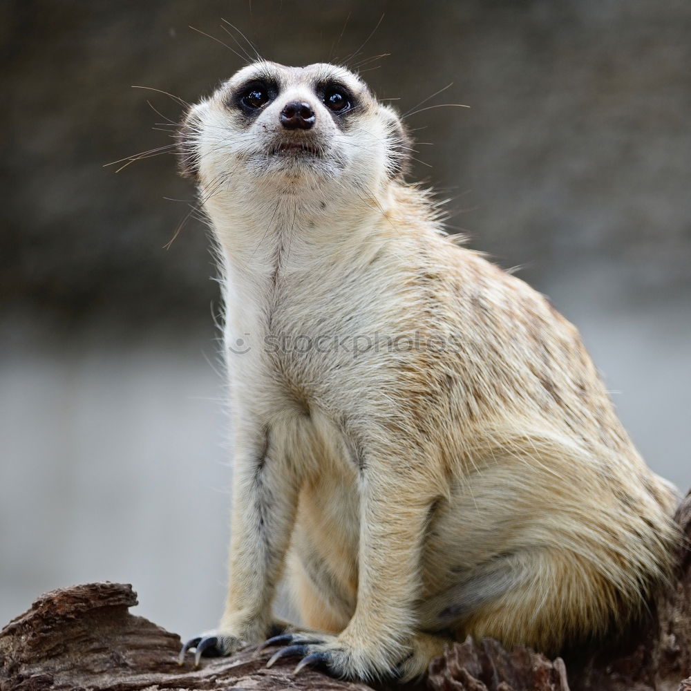 Similar – meerkats Meerkat 1 Animal