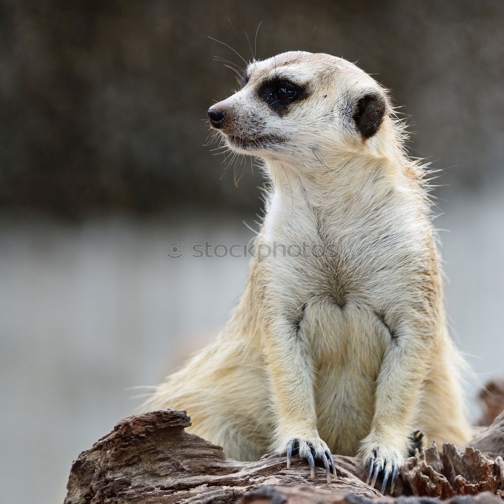 Similar – vigilant (Suricata suricatta N°2)