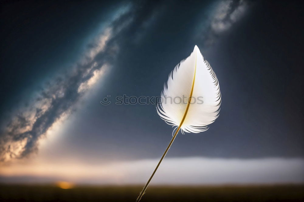 Similar – Image, Stock Photo dandelion flower seed