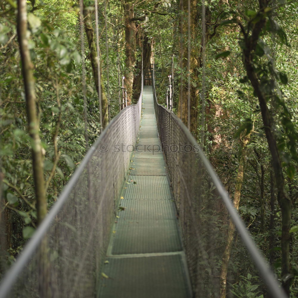 Similar – Hängebrücke zwischen zwei grossen Bäumen, Amazonasbecken, Peru, Südamerika