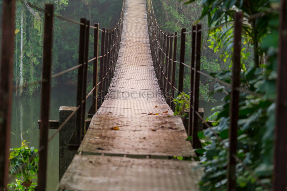 Similar – Man with skateboard posing on forest bridge