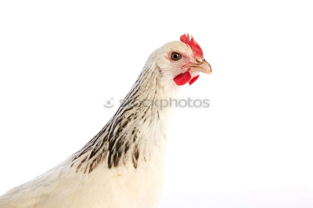 Similar – Image, Stock Photo chicken Animal Farm animal