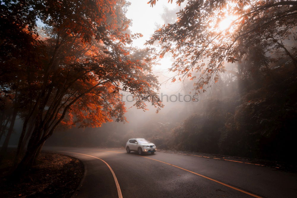 Similar – nebelsonne Nebel Baum