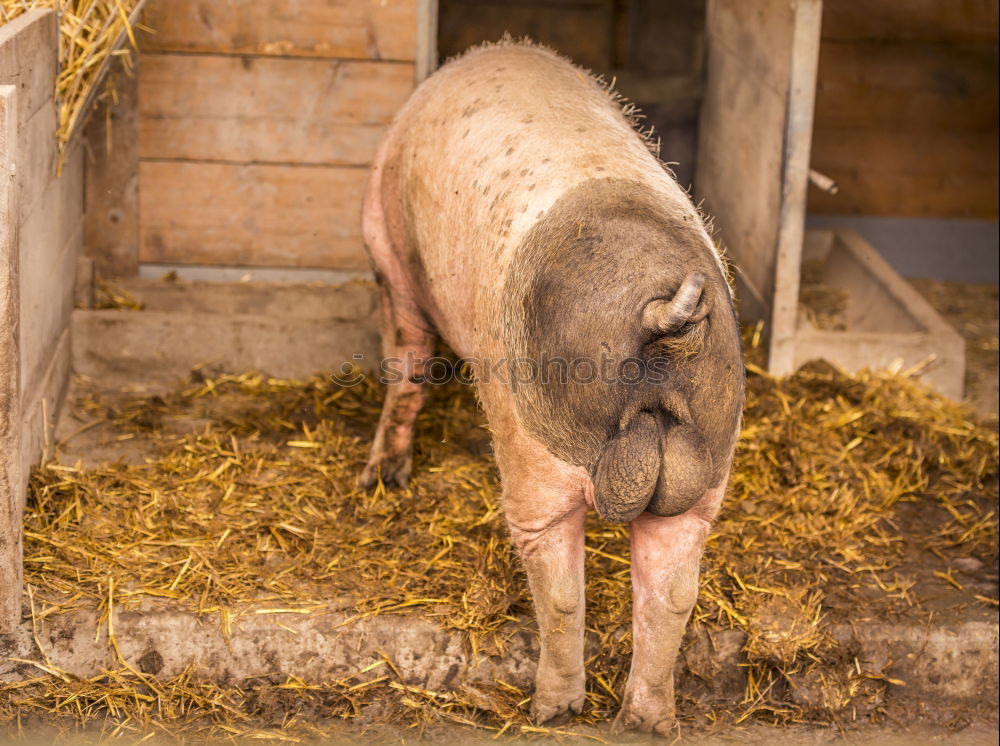 Similar – Sheep in the barn Plant