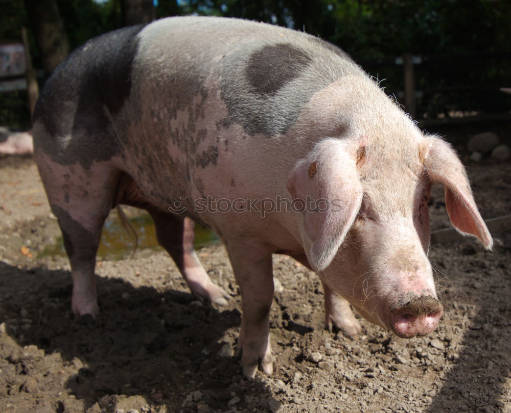 Similar – Image, Stock Photo Mole Garden Nature Animal