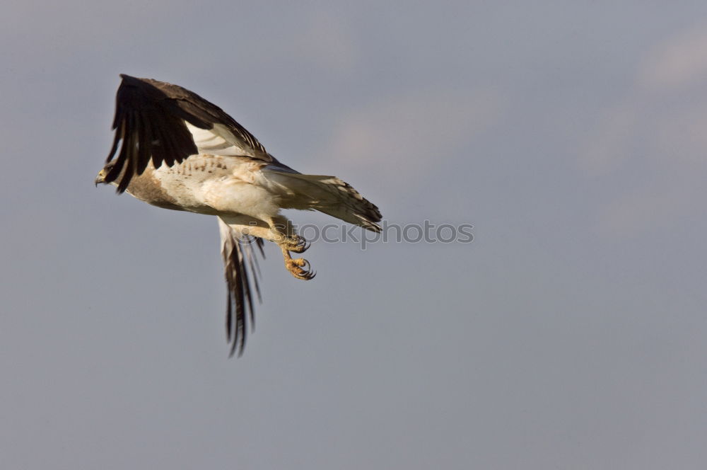 Similar – Magpie in fast flight