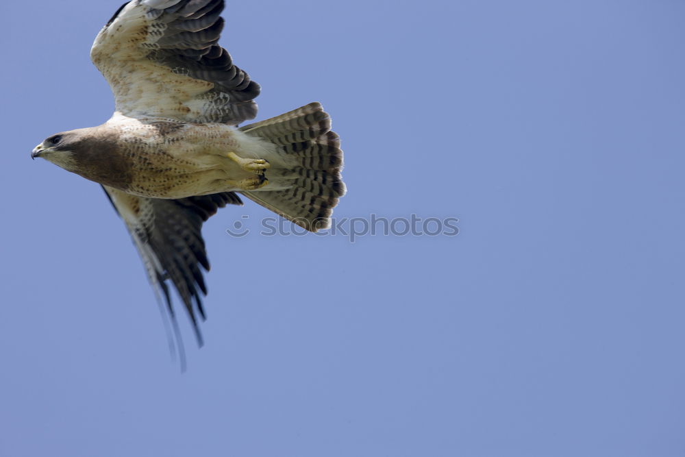 Similar – Bussard Umwelt Natur Luft